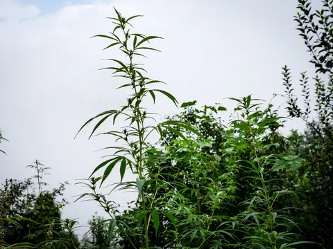 A tall thin cannabis plant against a white sky with narrow leaves and green tops, other cannabis and broadleaved scrub crowding in at the right.