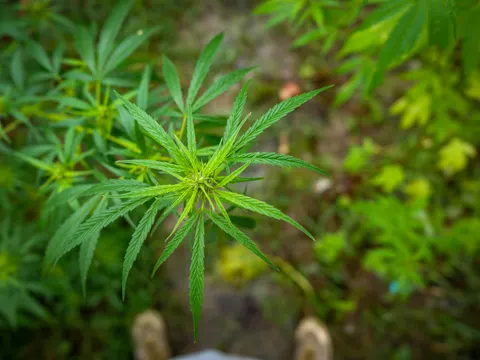 A cannabis growing point seen from directly above, bright green leaflets radiating out in a star, other plants and dark ground below and the toes of two pale boots at the bottom edge of the frame.