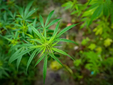 A cannabis growing point seen from above, bright green leaflets radiating out in a star, other plants soft behind and dark ground below.