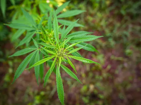 A cannabis top seen from above with leaflets spread in a star, dew on the leaves and a soft reddish brown ground cover behind.
