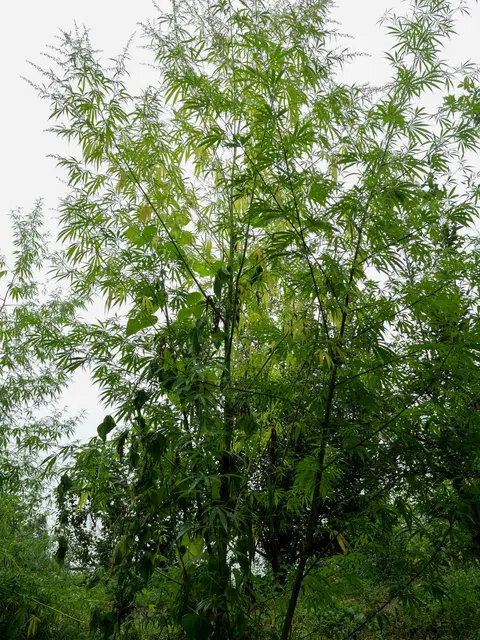 A tall heavily branched cannabis plant photographed from below against a white sky, branches spreading right across the frame, some leaves yellowing and spent brown flower spikes hanging among them.