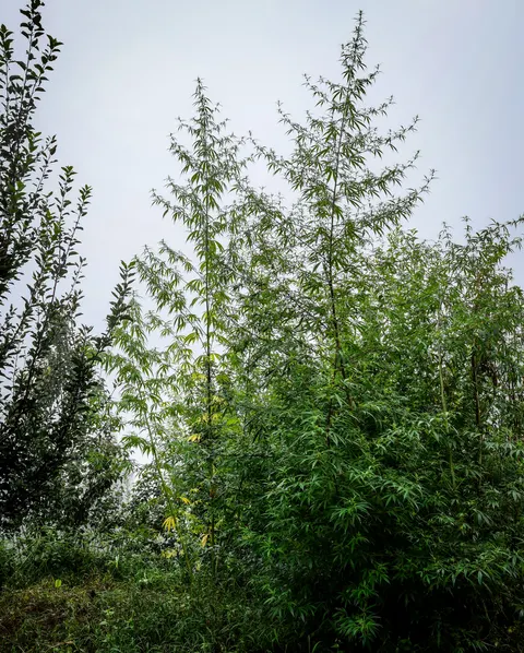 Two tall cannabis plants standing against a pale overcast sky, a broadleaved tree at the left, a dense mass of cannabis at the right and rough grass across the bottom of the frame.