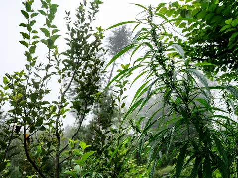 A cannabis plant in flower filling the right of the frame with apple branches at the left, thick fog behind and the shape of a conifer just visible through it.