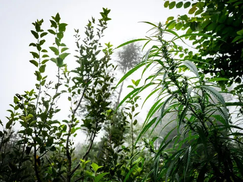 A cannabis plant in flower at the right against thick white fog, apple branches at the left and a conifer showing faintly through the mist behind.