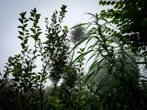 The same cannabis plant and apple branches against fog, exposed darker so the plants stand out more strongly against the mist.