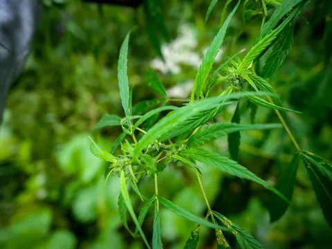 A cannabis branch close to the lens with green flower clusters at the nodes, a soft grey shape at the upper left edge and a white flowered plant blurred behind.