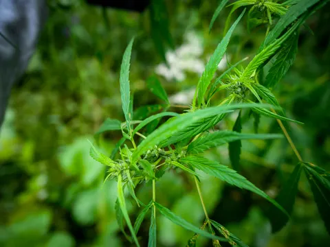 The same flowering cannabis branch from a fractionally different angle, clusters set at each node and white flowers soft behind.