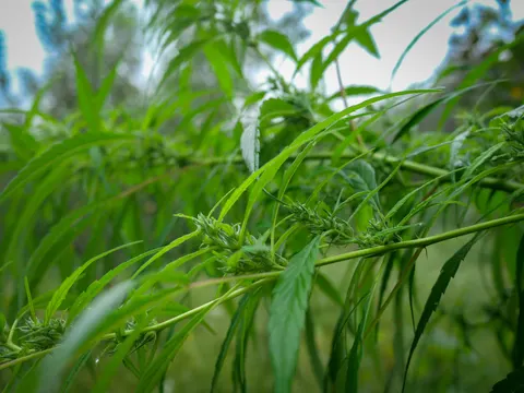A cannabis branch running from left to right across the frame with green flower clusters spaced along it, narrow leaves hanging below and pale sky at the top.