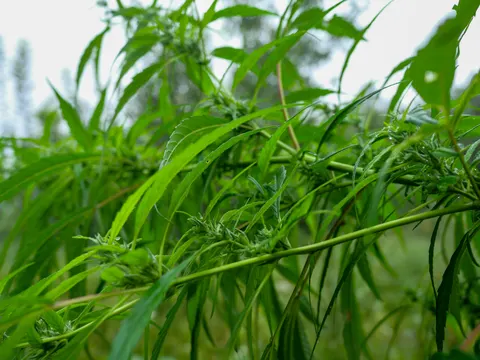 A cannabis branch running diagonally across the frame with green flower clusters at the nodes, wet narrow leaves hanging from it and conifers soft in the mist behind.