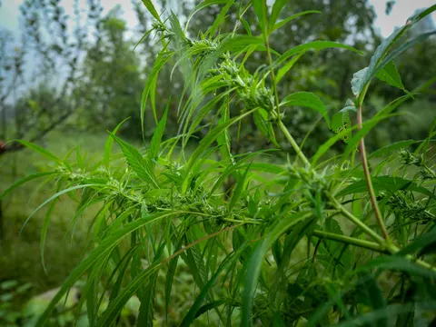 A cannabis plant with flower clusters set along its branches, narrow leaves spreading out and an apple orchard and rough grass thrown out of focus behind.