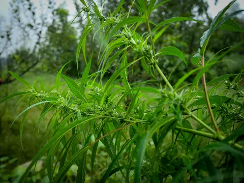 The same flowering cannabis branches from a slightly different angle, clusters at every node and the orchard soft behind.
