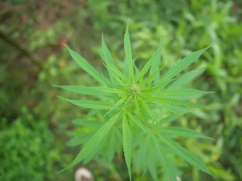 A cannabis top seen from straight above, narrow leaflets radiating in a wide star, blurred green ground below and the toe of a boot at the bottom edge.