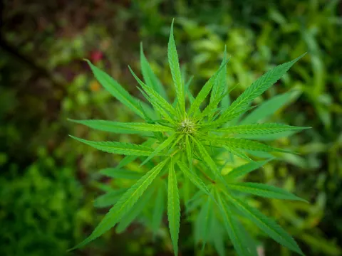 The same cannabis top from above, leaflets spread in a star against soft green and a small red spot in the blurred ground at the upper left.