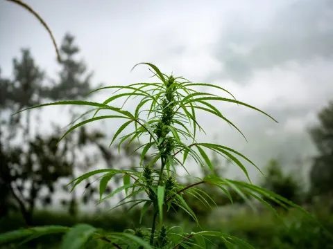A cannabis plant standing clear in thick fog, a dark red stem carrying green flower clusters, narrow leaves spreading wide and conifers and orchard trees soft behind.