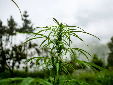 The same cannabis plant framed a little differently, flower clusters up the reddish stem and pale mist filling the background.