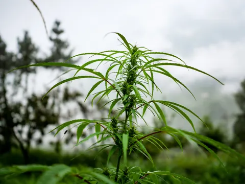 The cannabis plant in fog with its leaves arching out, clusters along the stem and blurred trees and white mist behind.