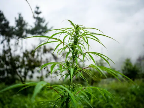 A cannabis plant in fog with flower clusters up its stem, leaves of other plants filling the lower frame and the mist behind broken by dark trees.