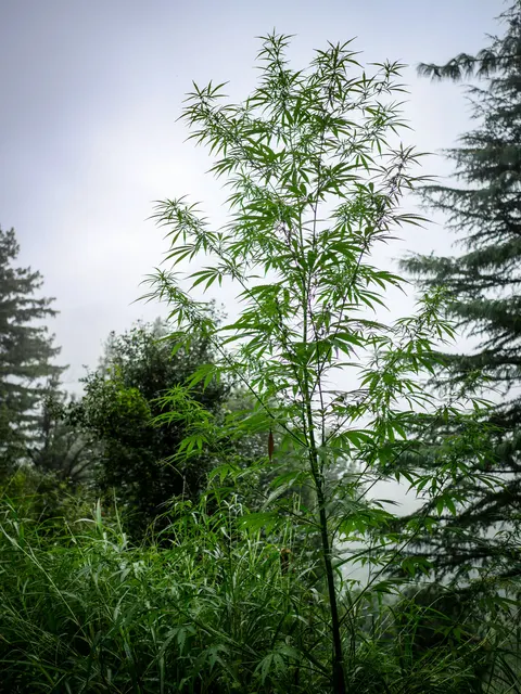 A tall slender cannabis plant standing alone against a pale misty sky, its branches spreading evenly up the stem, deodar branches at the right, other trees at the left and tall grass and cannabis filling the ground below.