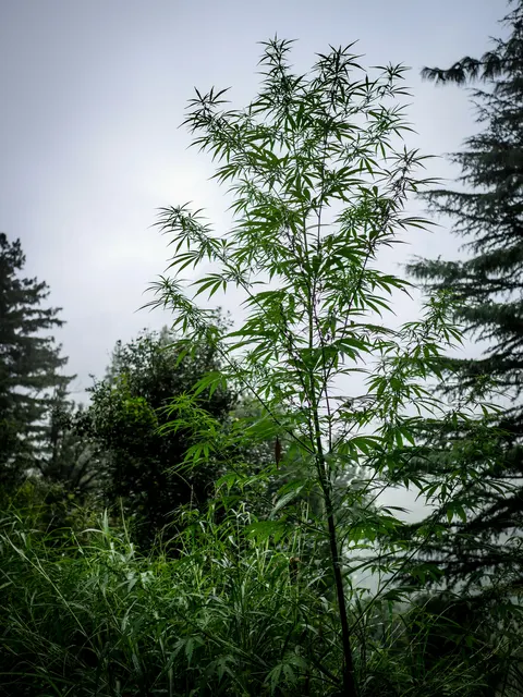 The tall cannabis plant filling most of the frame against a pale misty sky, deodar branches at the right, conifers at the left and wet grass and undergrowth below.