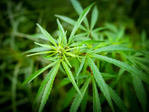 A cannabis top close up with narrow leaflets fanning out and small green flowers at the centre, water sitting on the leaves and the rest of the stand blurred dark green behind.