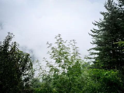 The upper branches of a cannabis plant against a bank of white cloud filling the valley, a tall deodar at the right, an apple tree at the left and undergrowth across the bottom.