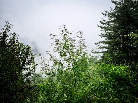 The same cannabis plant against valley cloud framed a little lower, more of the surrounding scrub and apple branches in the frame and the deodar at the right.