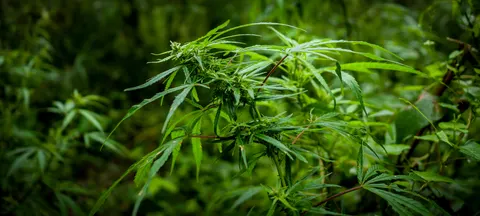 A wide letterbox crop of the same flowering cannabis branch, the clusters at the centre and the blurred green stand filling the frame to either side.