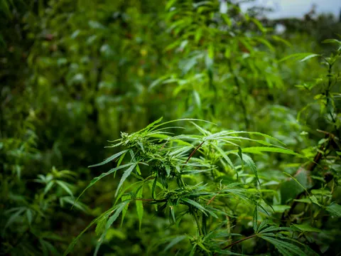 A flowering cannabis branch reaching out from the middle of a dense stand, the leaves wet and the plants behind falling away into soft green.