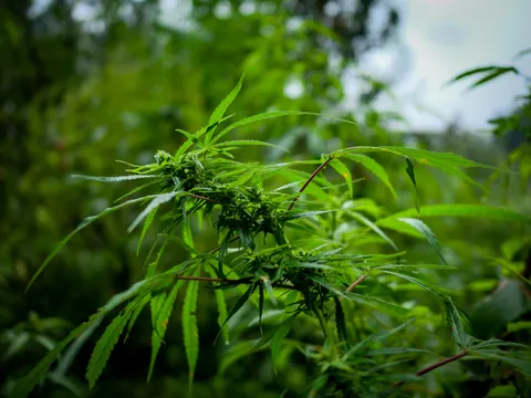 A flowering cannabis branch with two clusters and long narrow leaves arching out, pale sky showing through the stand at the top right.