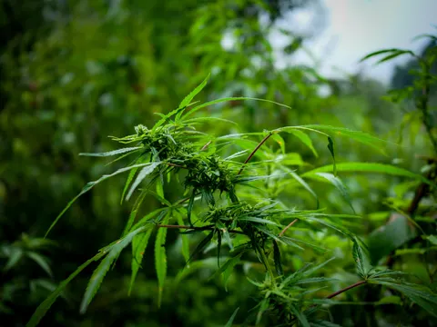 The whole frame of the flowering cannabis branch, clusters at the centre, wet leaves spreading out and pale sky at the top right.