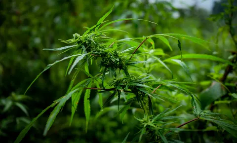 A wide crop of the flowering cannabis branch, leaves reaching across the frame and the green of the stand thrown out of focus behind.