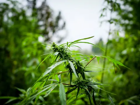 The same cannabis top with more of the stand around it, tall stems either side and pale sky through the gap behind.