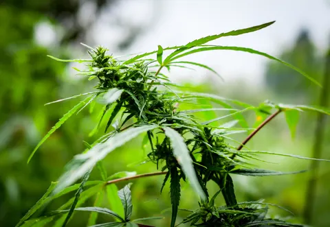 A cannabis top in flat bright light with flower clusters at the tip, long leaves crossing the frame and the stand and pale sky soft behind.
