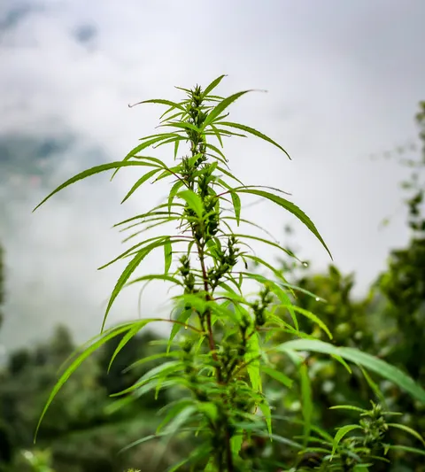 A tall crop of the same cannabis top, the flowering stem running up the centre, leaves fanning out either side and cloud behind.