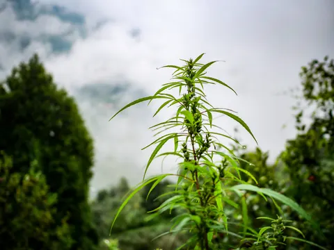 The top of a cannabis plant standing upright with flowers set along the stem, a conifer at the left, an apple tree at the right and white cloud filling the valley behind.