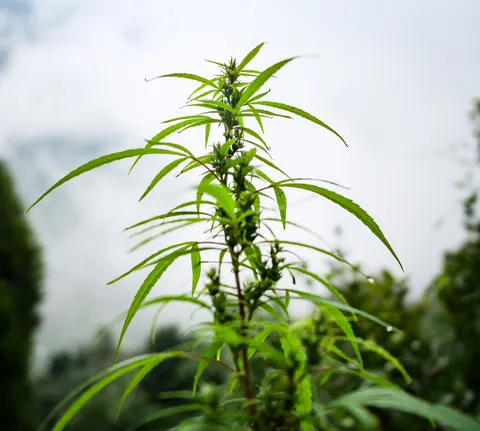 A tighter crop of the cannabis top, flowers set close up the stem, long leaves reaching out and pale cloud behind.