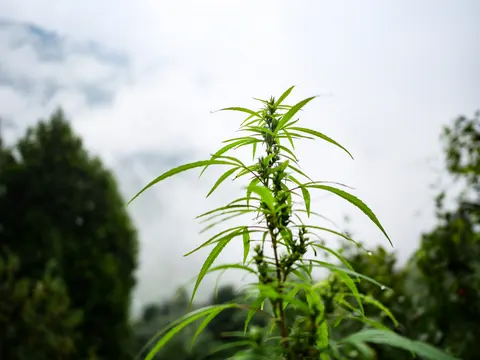 The same cannabis top against cloud, the conifer at the left softer and the flowering stem sharp through the middle of the frame.