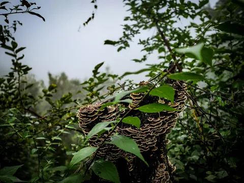 A rotting stump covered in tiers of banded bracket fungus, thin branches and leaves crossing in front of it and fog behind.