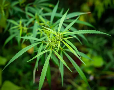 A tighter crop of the same cannabis top from above, leaves radiating out from the flowering centre against dark green.