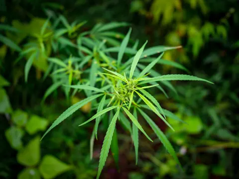 A cannabis top from above with leaflets spread in a wide star and small green flowers at the centre, the rest of the stand dark behind.