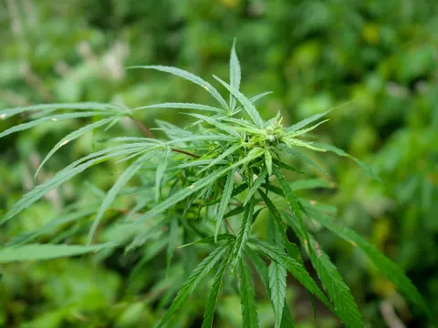 A cannabis top with early flowers at the tip and long leaves sweeping out to the left, the stand behind blurred into soft green.