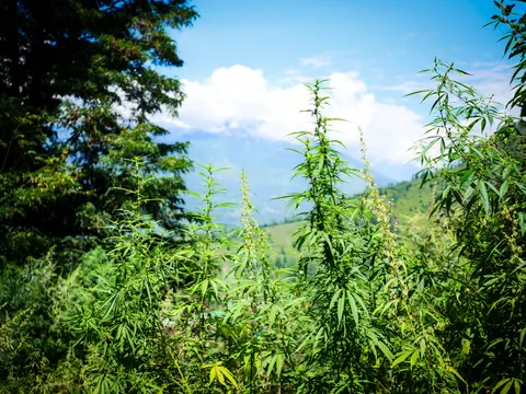Several tall cannabis plants in flower filling the frame against a blue sky with white cloud, pale flowering spikes among the green tops, a dark conifer at the left and a hazy ridge behind.