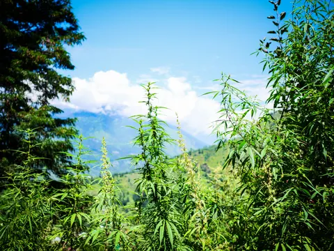 Cannabis plants in flower against a bright blue sky with a large bank of white cloud, pale drooping flower spikes on several of them, a conifer at the left and green slopes in the middle distance.