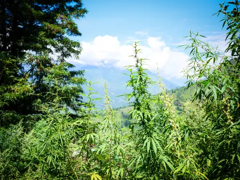 Tall thin cannabis plants carrying flowering spikes, a conifer at the left, green slopes and a ridge under cloud behind.