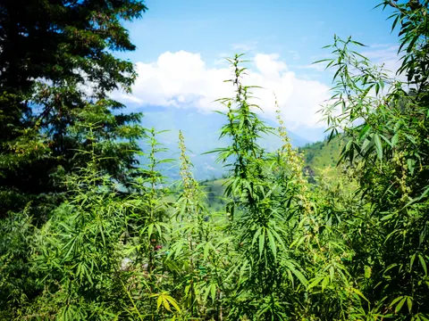 Cannabis plants with pale flowering spikes filling the lower frame, a dark conifer at the left, blue sky and white cloud above and a ridge in the distance.