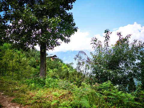 A large broadleaved tree on a slope at the left, a small wooden hut on the shoulder behind it, ferns and pink balsam flowers filling the foreground and hazy ridges under cloud beyond.