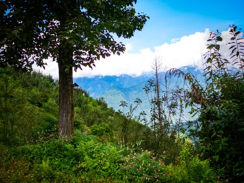 A broadleaved tree in the left foreground, a small wooden structure on the ridge behind it, pink balsam and ferns across the lower frame and a cloud bank over the blue ridges beyond.