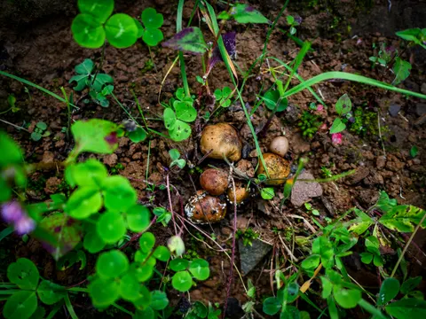 A cluster of small brown and tan capped mushrooms growing in damp reddish soil, surrounded by clover-like leaves, grass blades and a few pink flowers.