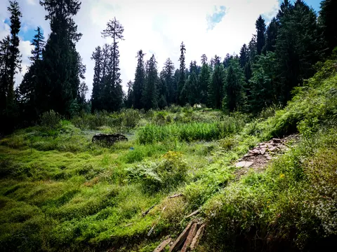 A grassy clearing surrounded by tall conifers, a low ruined stone structure in the middle of the grass, a dense stand of green herbaceous plants beyond it and stacked stone slates and cut timber on the bank at the right.
