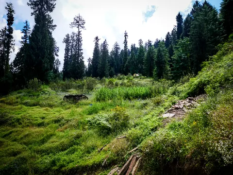 The same grassy clearing under tall conifers, the ruined stone wall at the centre, stacked slates on the bank at the right and a bright white sky above the treeline.